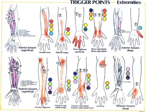 Santa Barbara Massage Therapy Balance In Motion Neuromuscular Therapy Carpal Tunnel Median