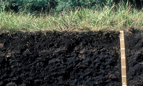 La Materia Orgánica Su Importancia En El Suelo Universidad Agrícola