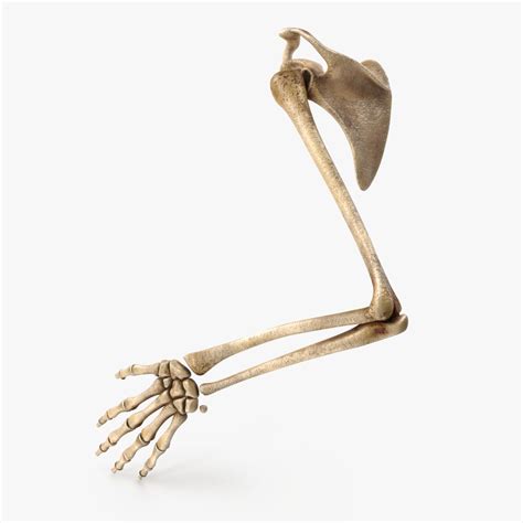 Skeleton Hand 3d Model 5 Obj Free3d