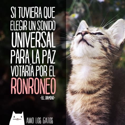 Memes y frases de gatos - Amo los Gatos