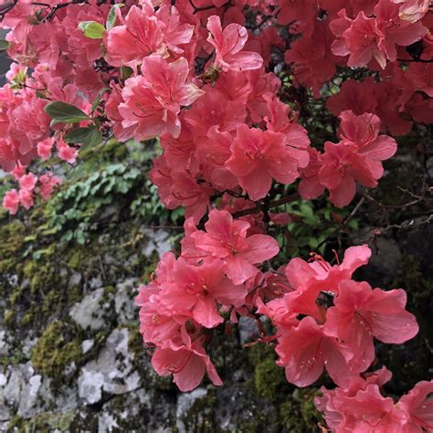 Azalea Flowers Free Photo On Pixabay Pixabay