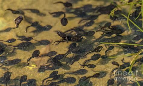 Tadpoles Photograph By Lyudmila Prokopenko Fine Art America