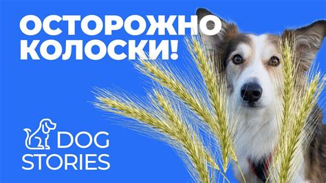 Осторожно колоски! 🐕 Чем опасен устюг остюг для собаки и щенка 🐩 Как ...