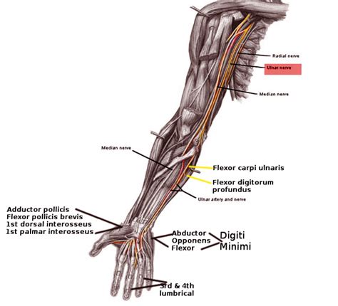 Figure Ulnar Nerve Pathway Image Courtesy Ochaigasame Statpearls Ncbi Bookshelf