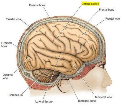 Central Sulcus - Definition, Location (MRI) and Function - (updated in ...