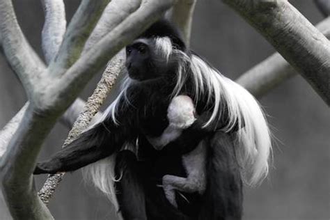 Angolan colobus monkey baby -- Chicago Tribune