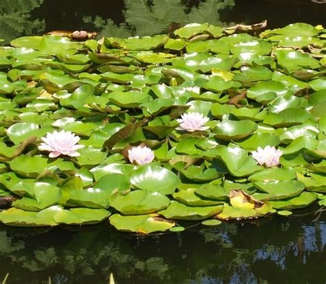 How to Shade a Garden Pond (Heat Protection Guide) - Pond Informer