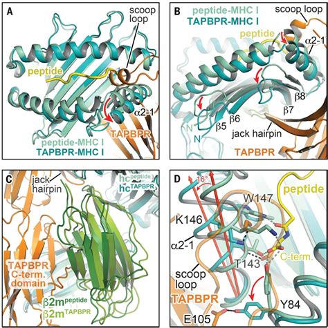 Structure Of The Tapbprmhc I Complex Defines The Mechanism Of Peptide