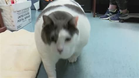 Fat Cat Finds New Home