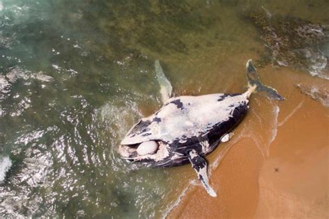 Pics Massive Whale Carcass Washes Ashore In Kzn The Citizen