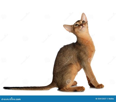 Gato Novo Abyssinian Isolado No Fundo Branco Imagem De Stock Imagem