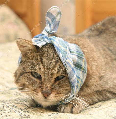 Sick Cat — Stock Photo © Shkind 1442086