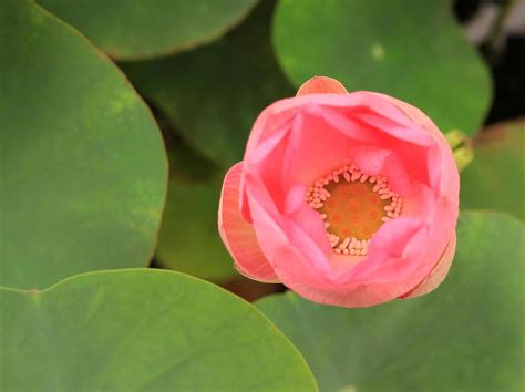 Lotus Flower Top View Stock Photos, Images and Backgrounds for Free Download