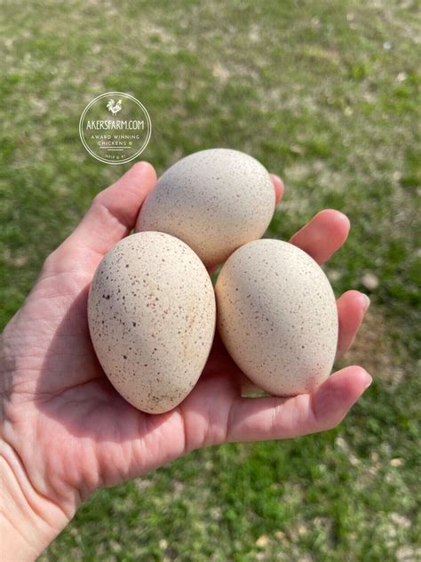 Royal Palm Heritage Turkey Hatching Eggs With Chance Of Recessive Sla