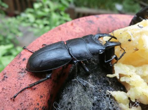 Stag Beetles – How to care, breed and make specimen