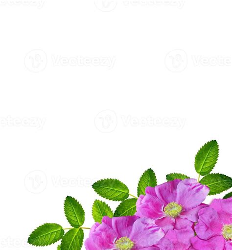 Dog rose flowers on a white background 9962191 Stock Photo at Vecteezy