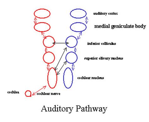 Auditory Pathways Integrated Mcat Course