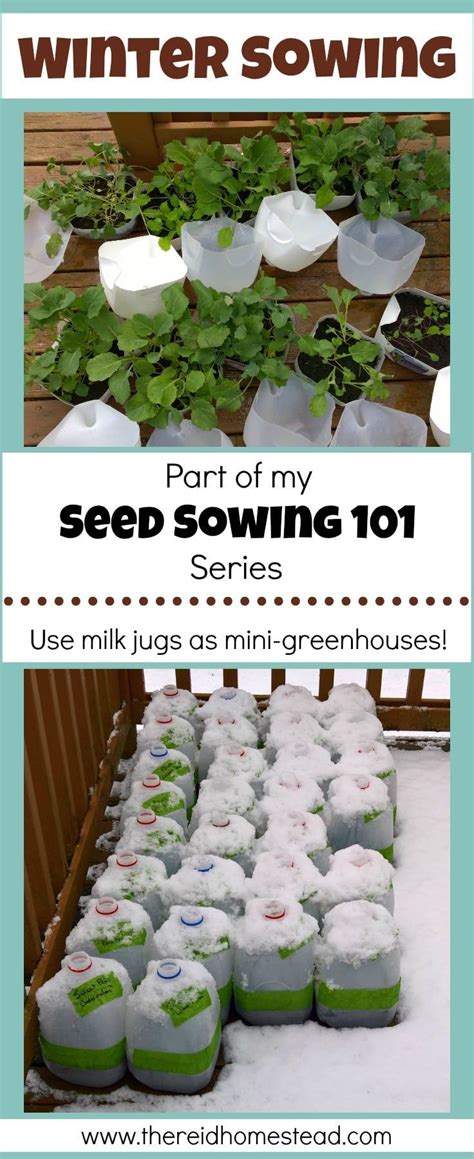 Seed Starting Winter Sowing In Milk Jugs A Simple Guide Winter