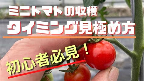 ミニトマトの育て方収穫時期の見極めとり方家庭菜園初心者向け YouTube