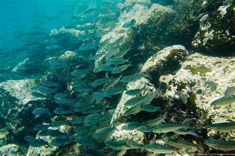 Подводье 1. / Underwater. — Teletype