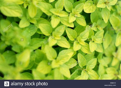 Oregano Leaves High Resolution Stock Photography and Images - Alamy