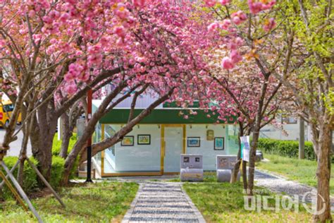 당진 벚꽃 명소 꽃캉스 하러 당진으로 오세요