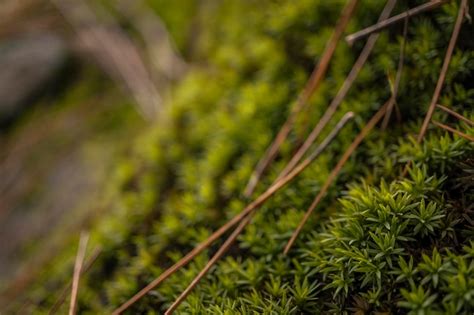 Premium Photo Macro Photo Of Green Moss On The Tropical Forest The