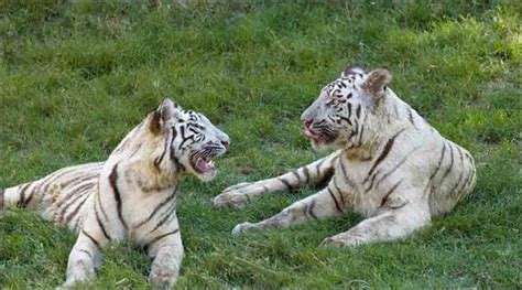 Kanger Ghati National Park: A Hotspot for Biodiversity