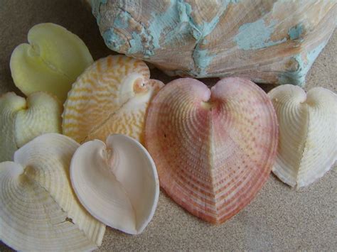 Pastel Colored Heart Shaped Cockle Shells Cardium Cardissa Seashells