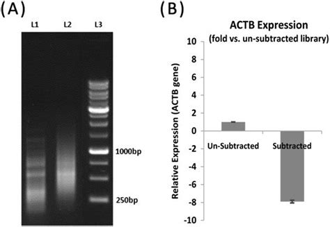 Constructed Suppression Subtractive Hybridization Library A Forward