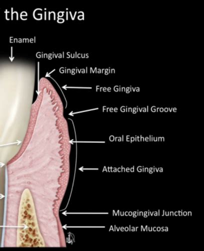 Macroscopic And Microscopic Of Periodontium Flashcards Quizlet