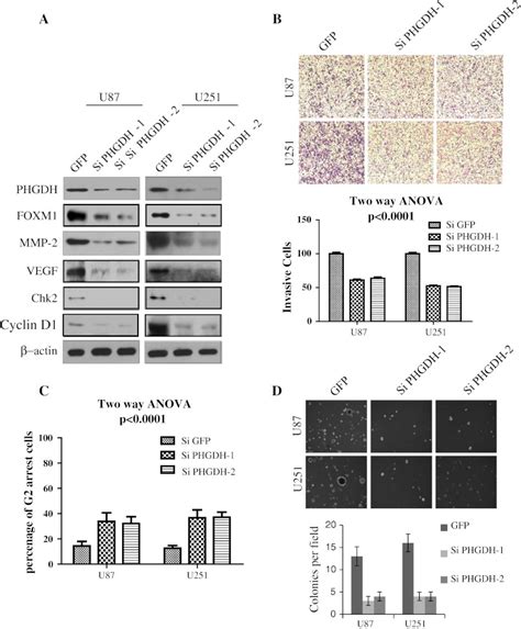 Silencing Of Phgdh Attenuated Glioma Cell Proliferation And Invasion A