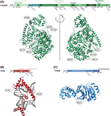 Pathogenic Mutations In The Core Mitochondrial Transcription