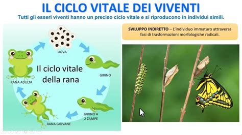 Ciclo Vitale Di Un Vivente Spiegata Ai Bambini Aggiornato Gennaio 2025