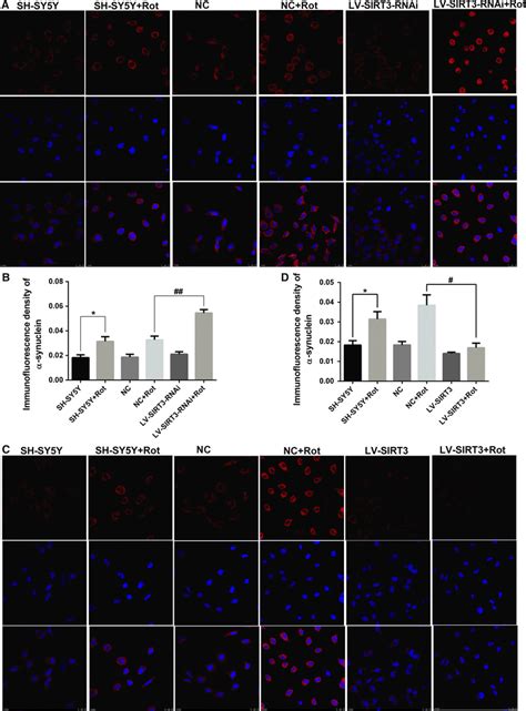 Knockdown Of Sirt Increased And Overexpression Of Sirt Reduced