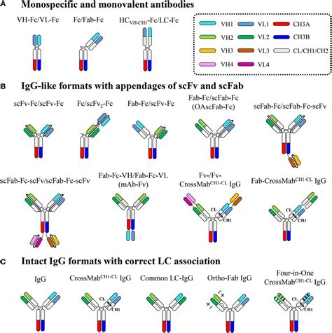 Frontiers Immunoglobulin Fc Heterodimer Platform Technology From