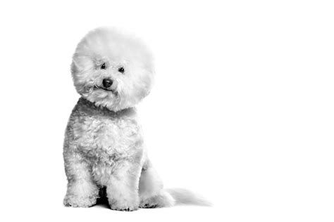 Gastrointestinal Low Fat Hypoallergenic Royal Canin De