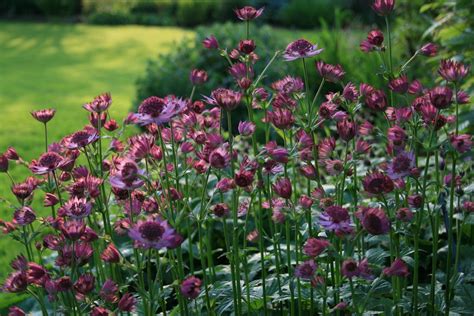 Astrantia Roma Ballyrobert Gardens