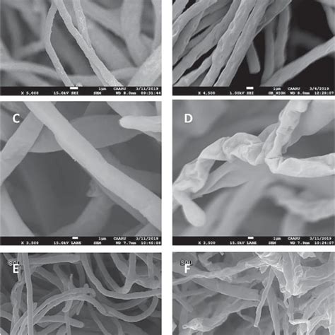 Scanning electron micrographs showing morphological changes in the ... 