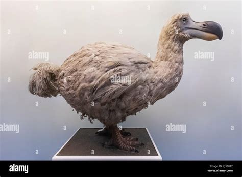 Dodo bird museum hi-res stock photography and images - Alamy