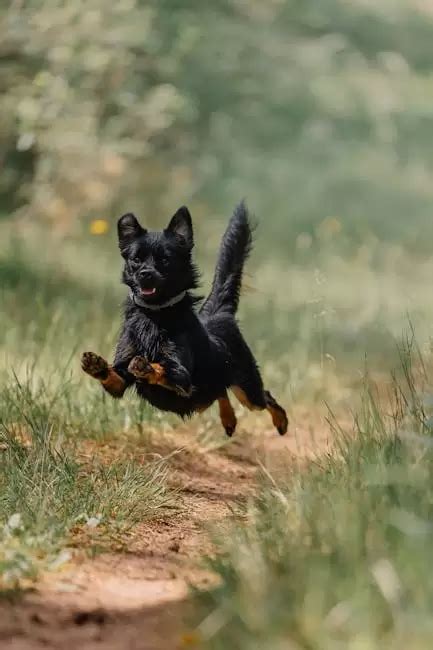 Esta Es La Cantidad De Veces Que Debes Sacar A Tu Perro A Pasear