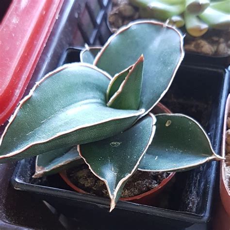 Sansevieria Ehrenbergii Samurai Dwarf Succulentcactus Furniture