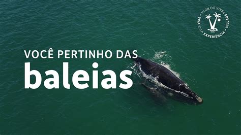 ROTA DA BALEIA FRANCA EM SANTA CATARINA viva essa experiência de uma