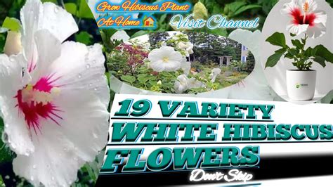 19 Types Of White Hibiscus Flower Variety 🌺 Grow Free Hibiscus Plant ☘️