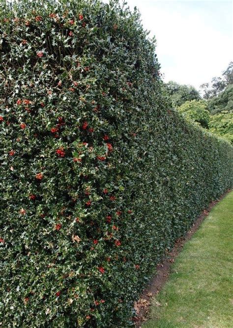 Most Beautiful Living Fence Ideas Shelterness