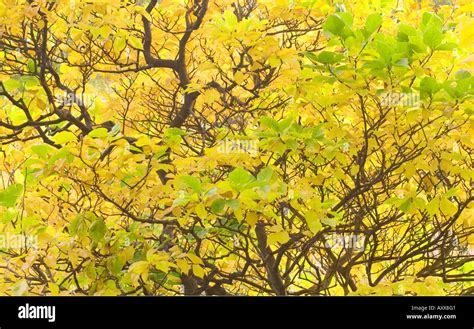 Magnolia Leaves Turning Yellow In Autumn Stock Photo Alamy