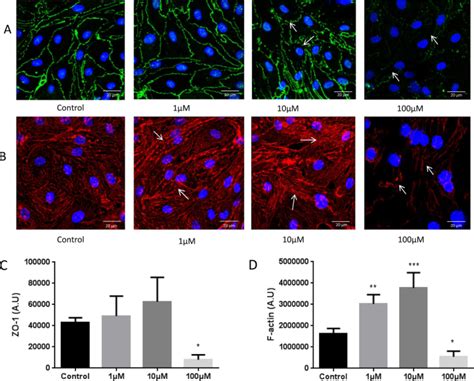 The Tri Phasic Role Of Hydrogen Peroxide In Blood Brain Barrier