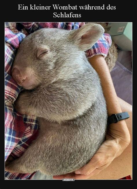 Beyond cuteness explore 30 wombat photos and learn surprising facts ...