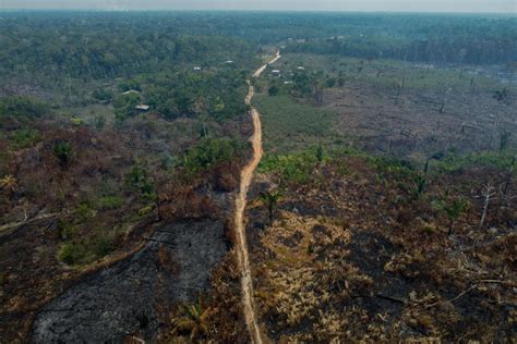 Le Br Sil Enregistre Une Baisse Significative De La D Forestation En