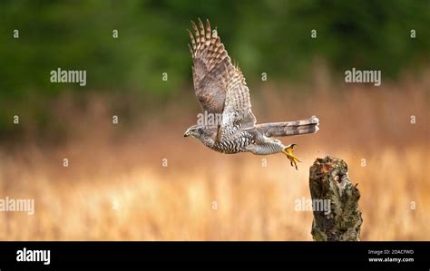 Northern goshawk in flight Stock Photo - Alamy